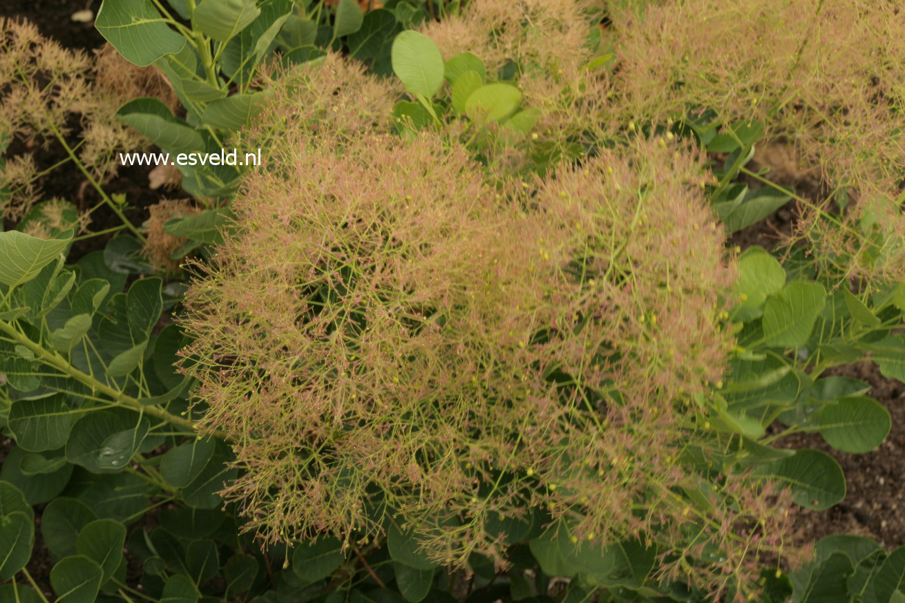 Cotinus coggygria 'Young Lady'