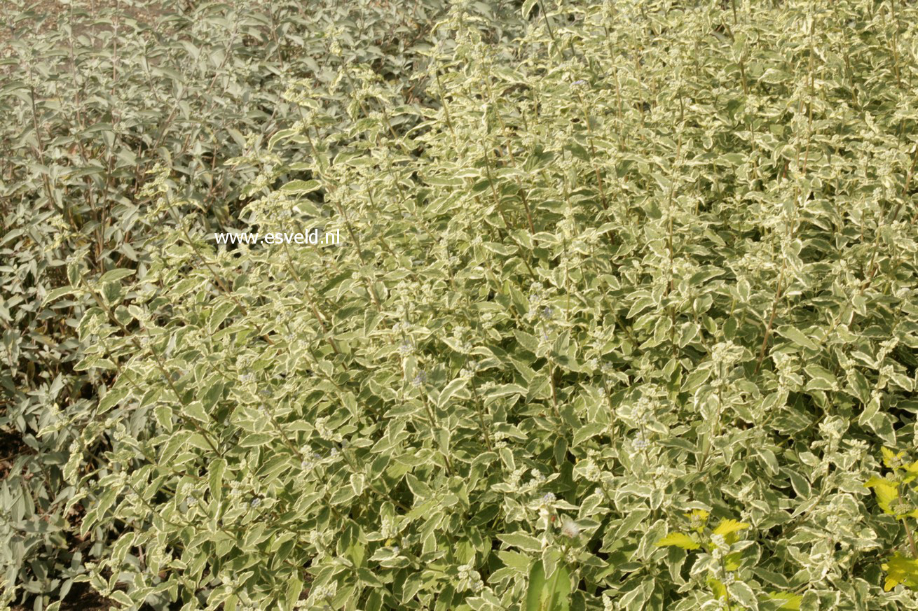 Caryopteris clandonensis 'White Surprise'