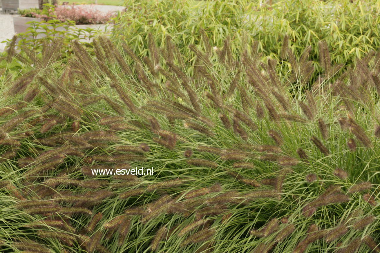 Pennisetum alopecuroides var. viridescens