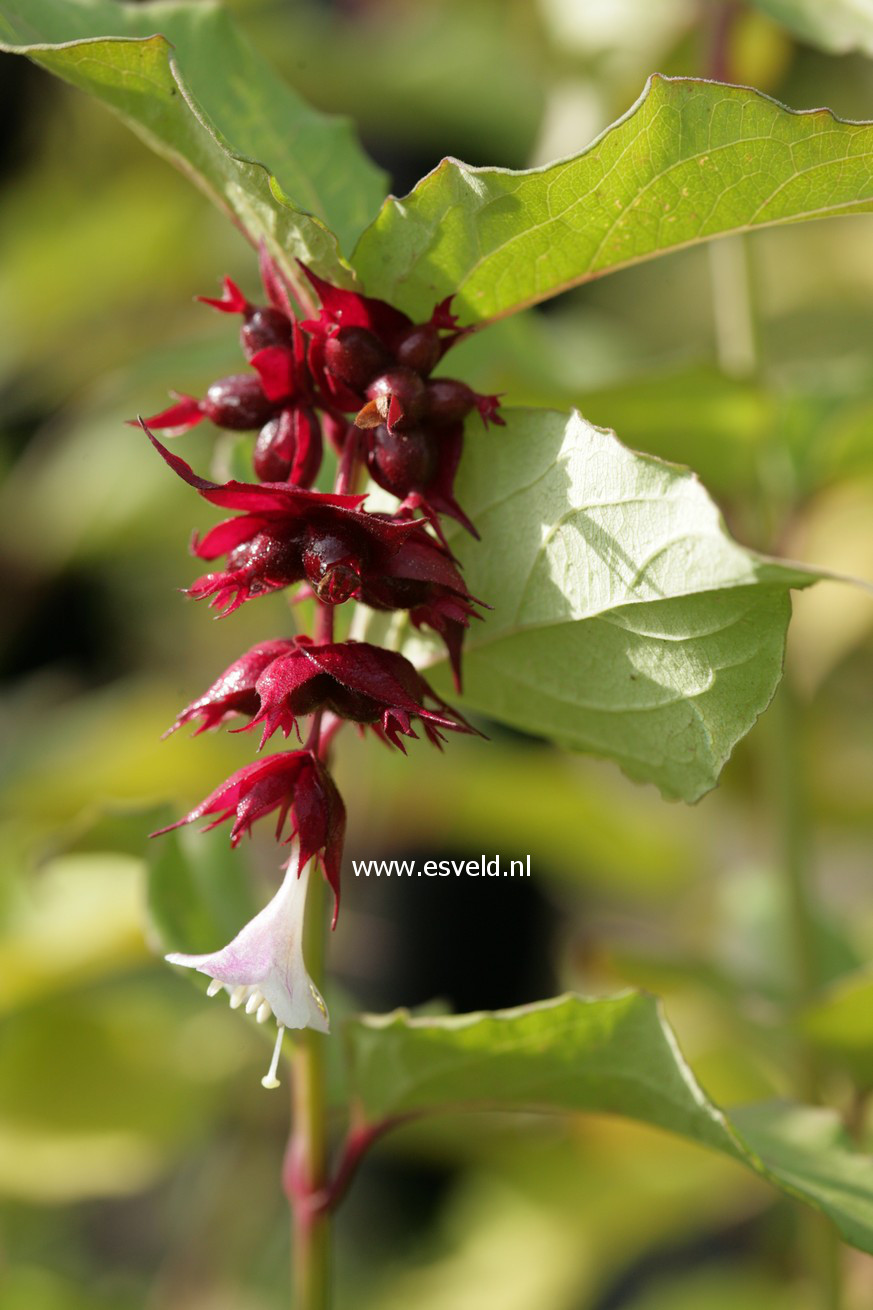 Leycesteria formosa