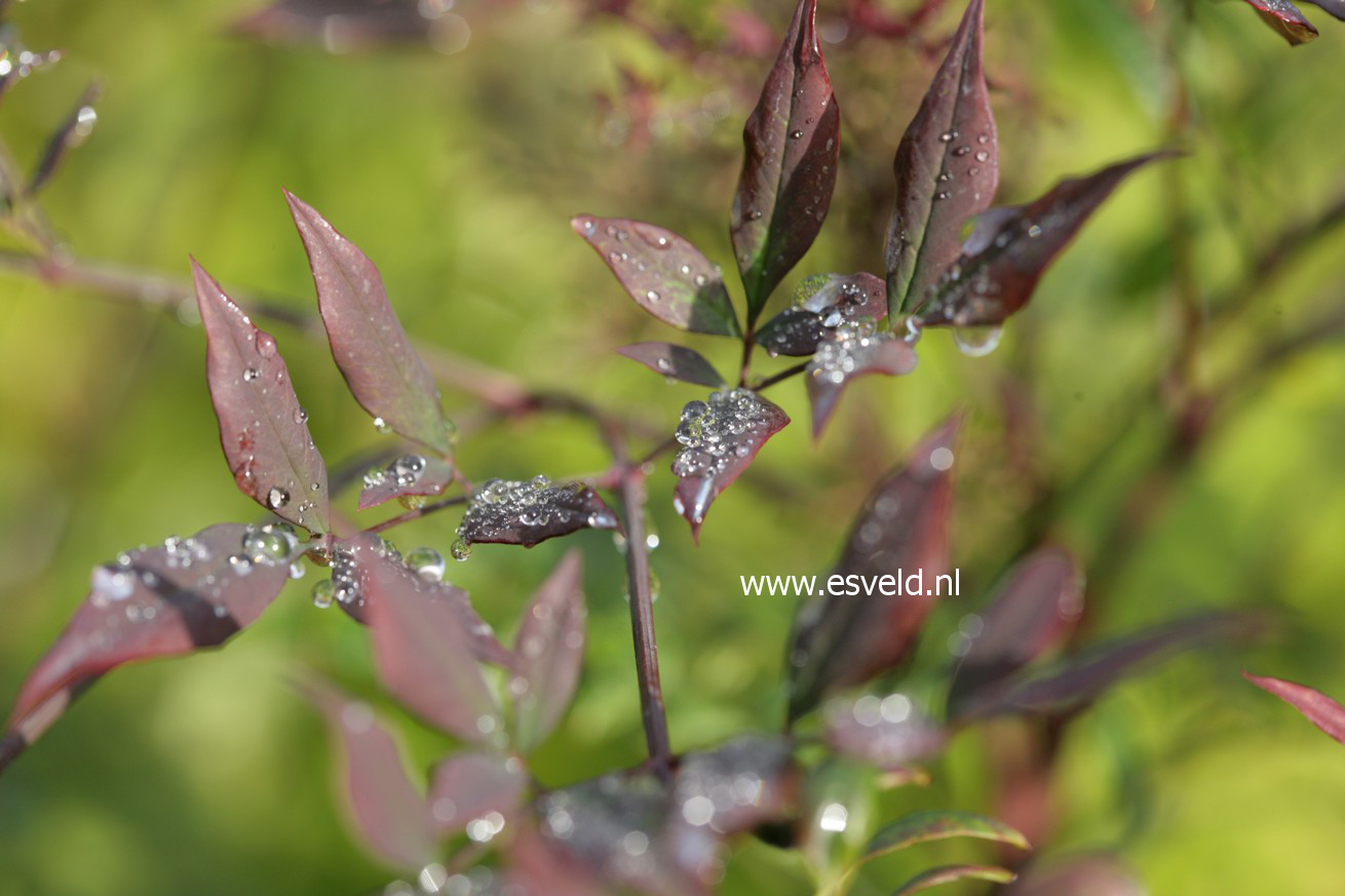 Nandina domestica 'Monum' (PLUM PASSION)