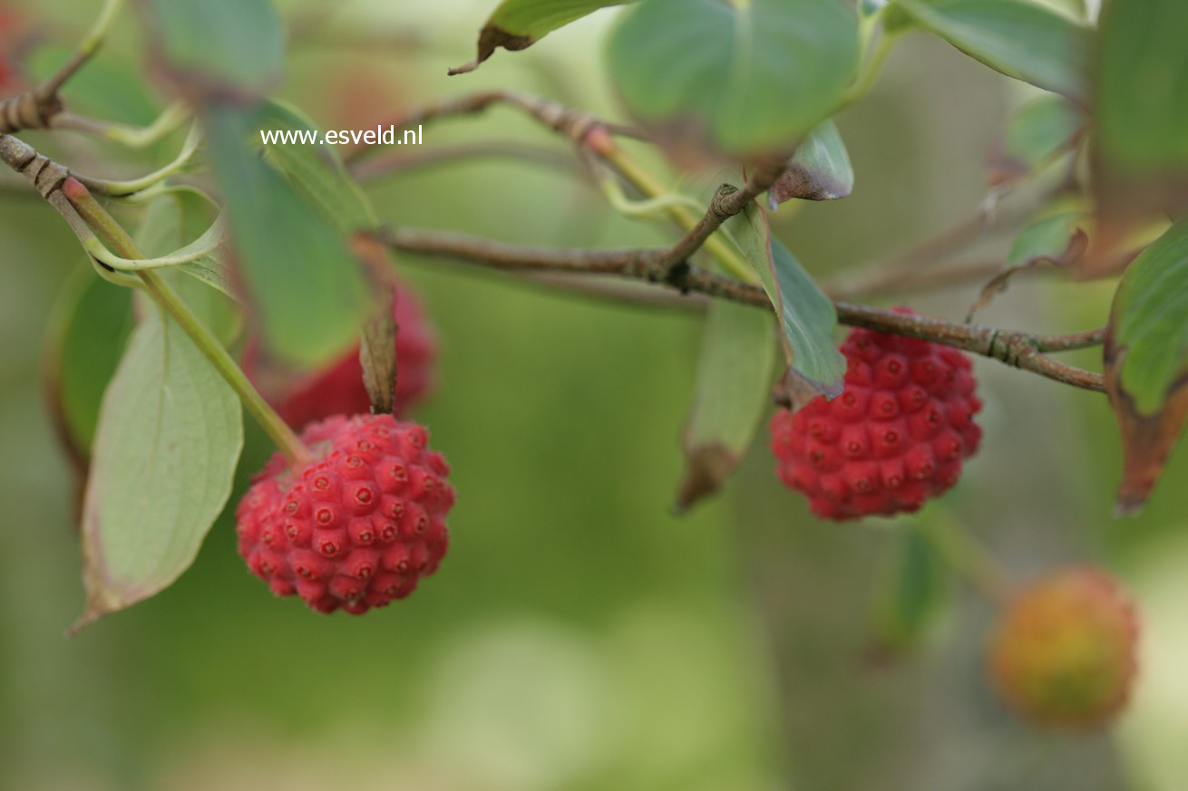 Cornus kousa var. chinensis