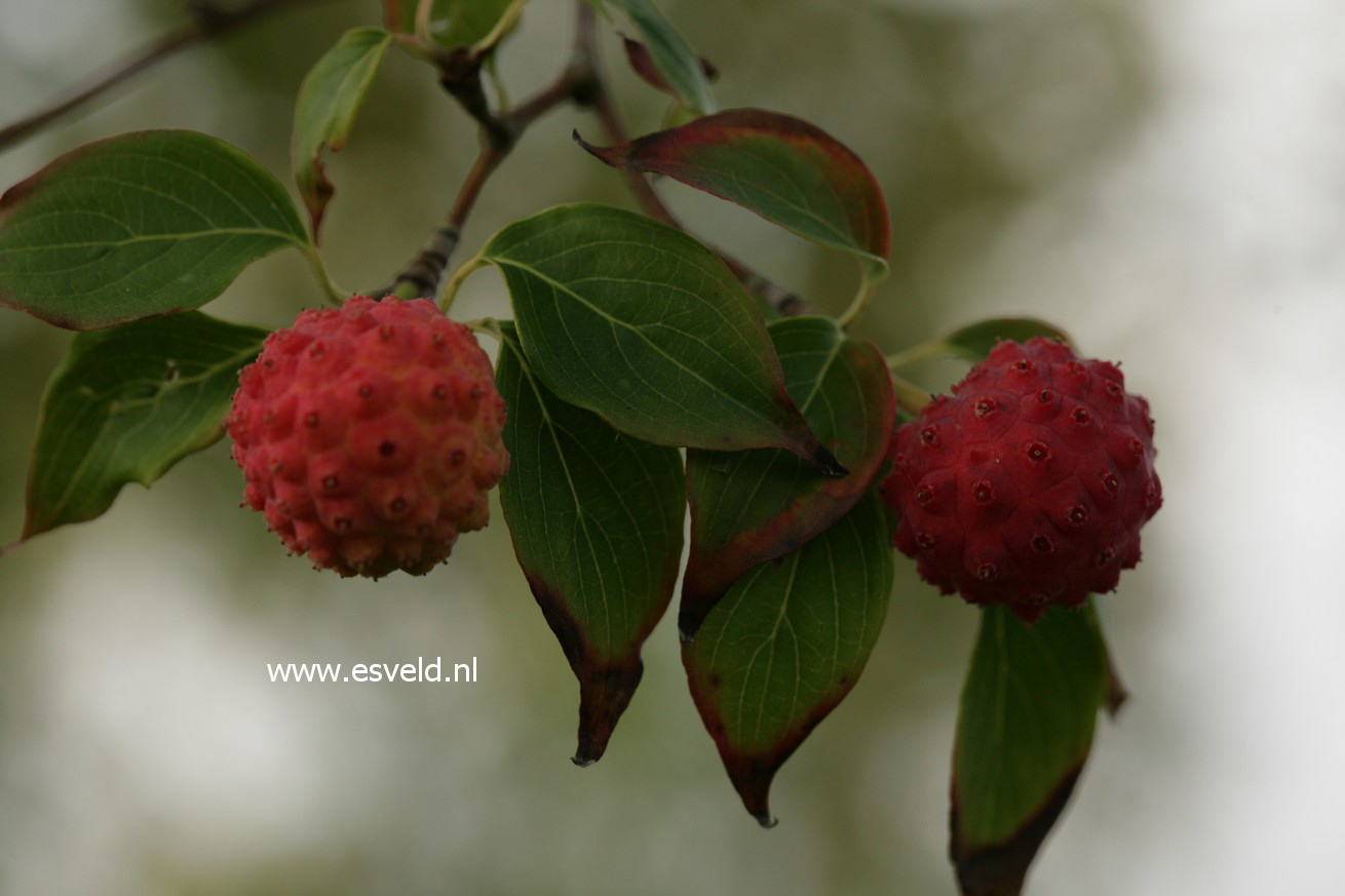 Cornus kousa var. chinensis