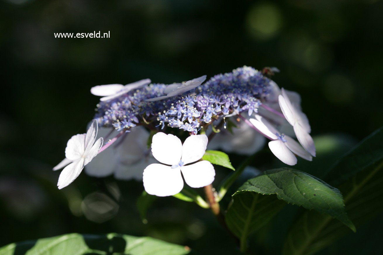 Hydrangea macrophylla 'Nadeshiko'