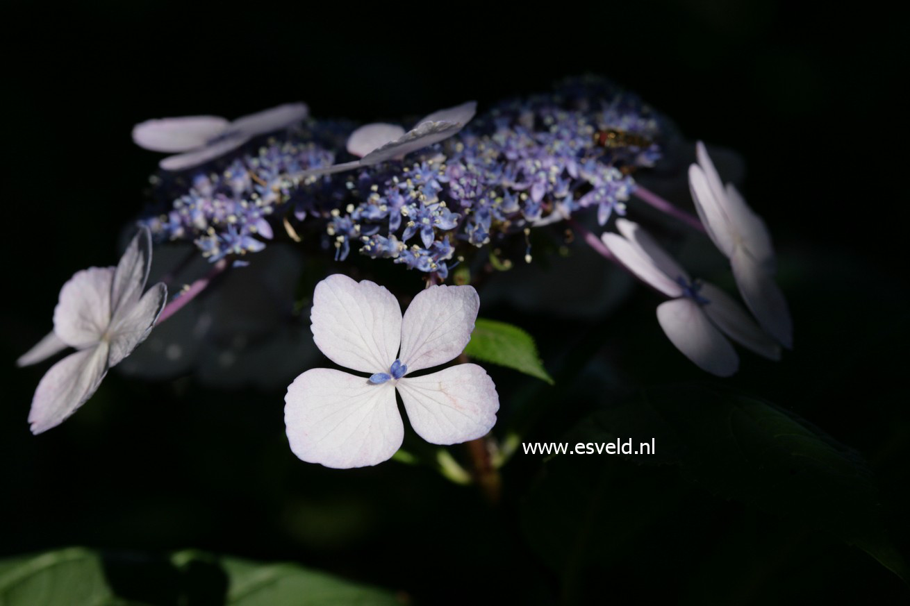 Hydrangea macrophylla 'Nadeshiko'