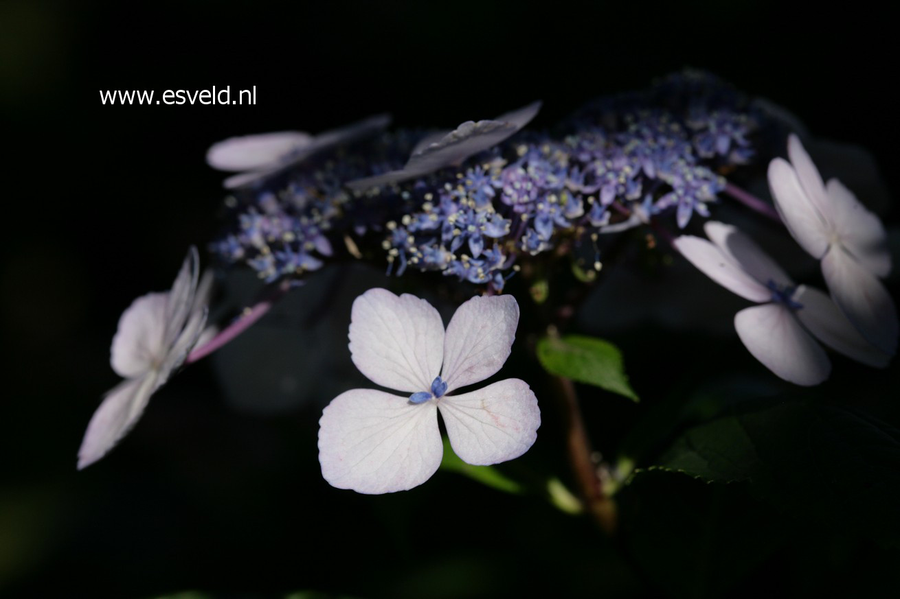 Hydrangea macrophylla 'Nadeshiko'