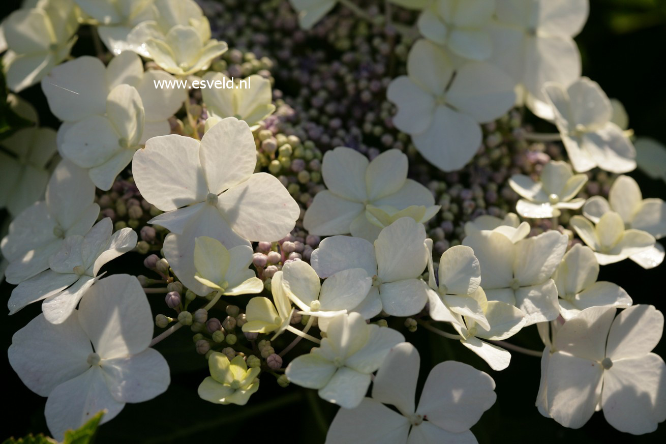 Hydrangea macrophylla 'Trophy'