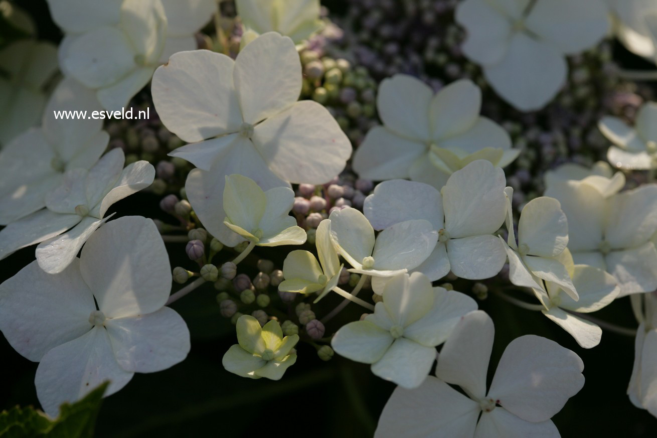 Hydrangea macrophylla 'Trophy'