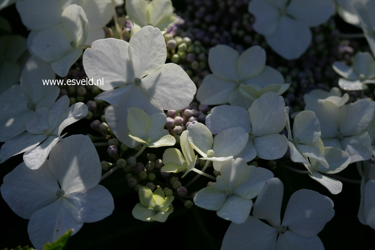 Hydrangea macrophylla 'Trophy'