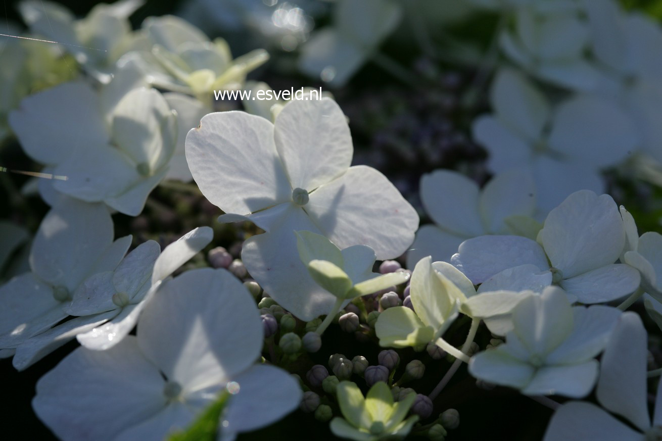 Hydrangea macrophylla 'Trophy'