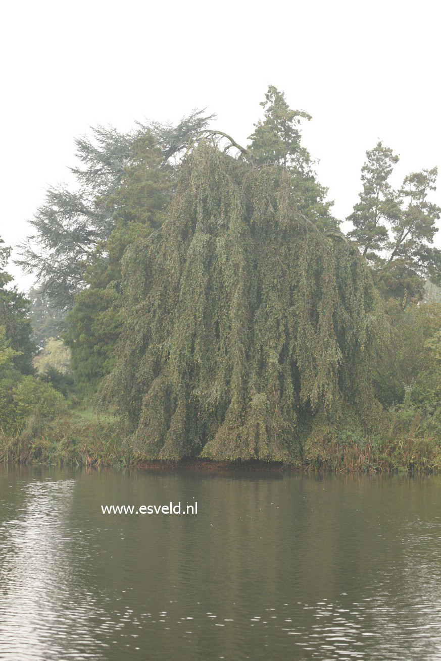 Fagus sylvatica 'Pendula'