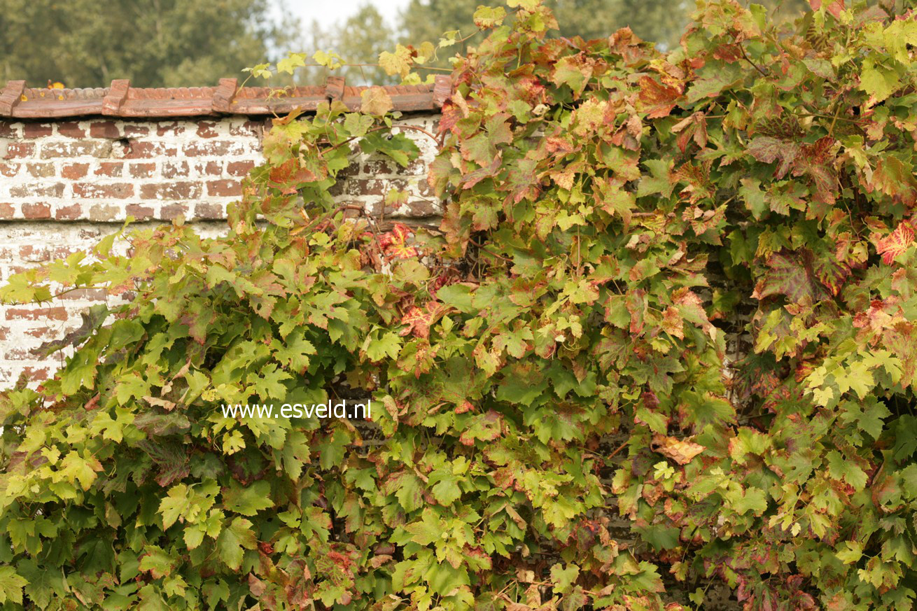 Vitis vinifera