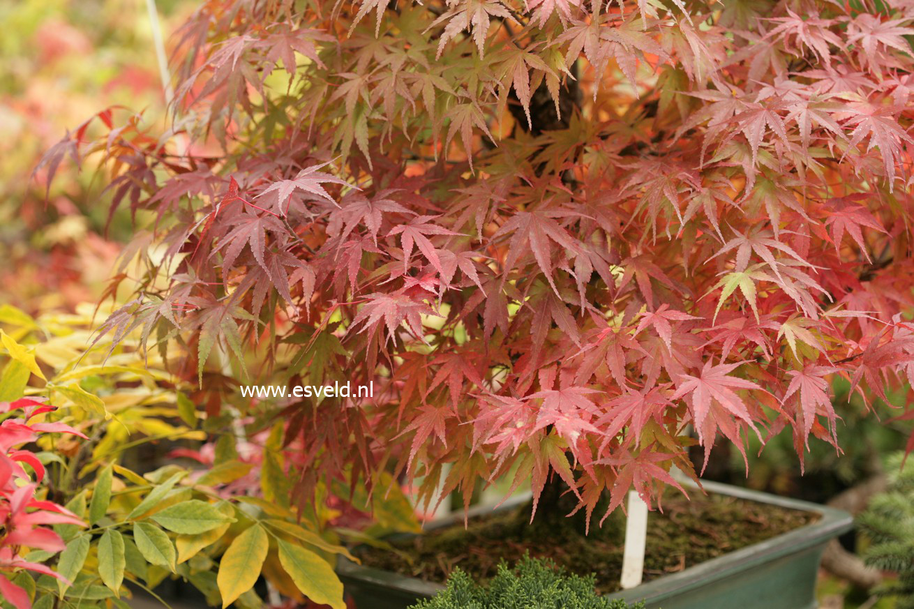 Acer palmatum 'Arakawa'