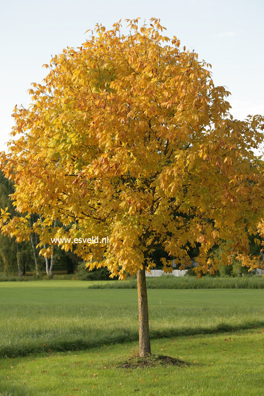 Aesculus glabra