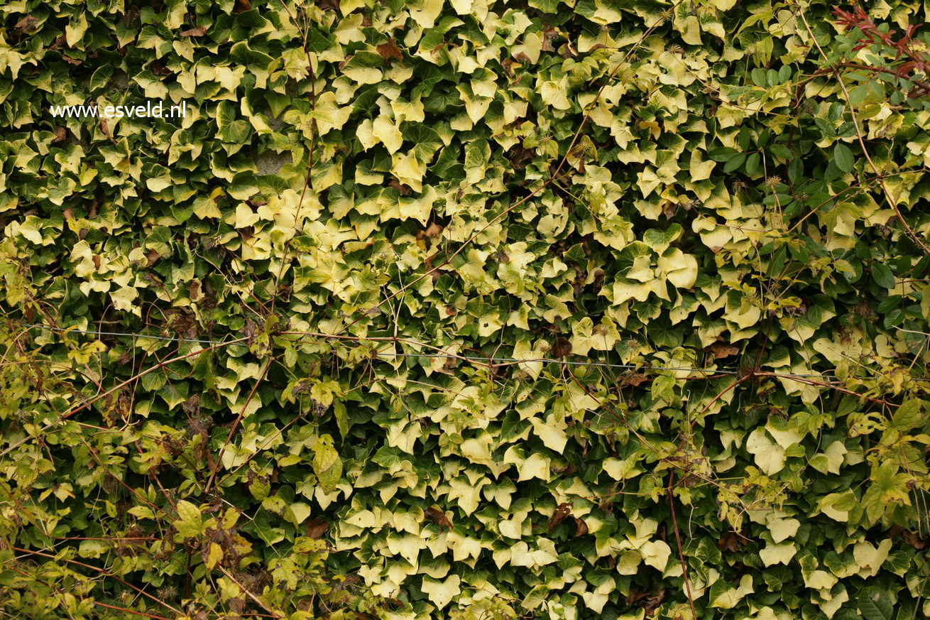 Hedera helix 'Buttercup'