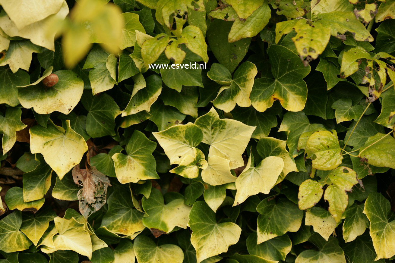 Hedera helix 'Buttercup'