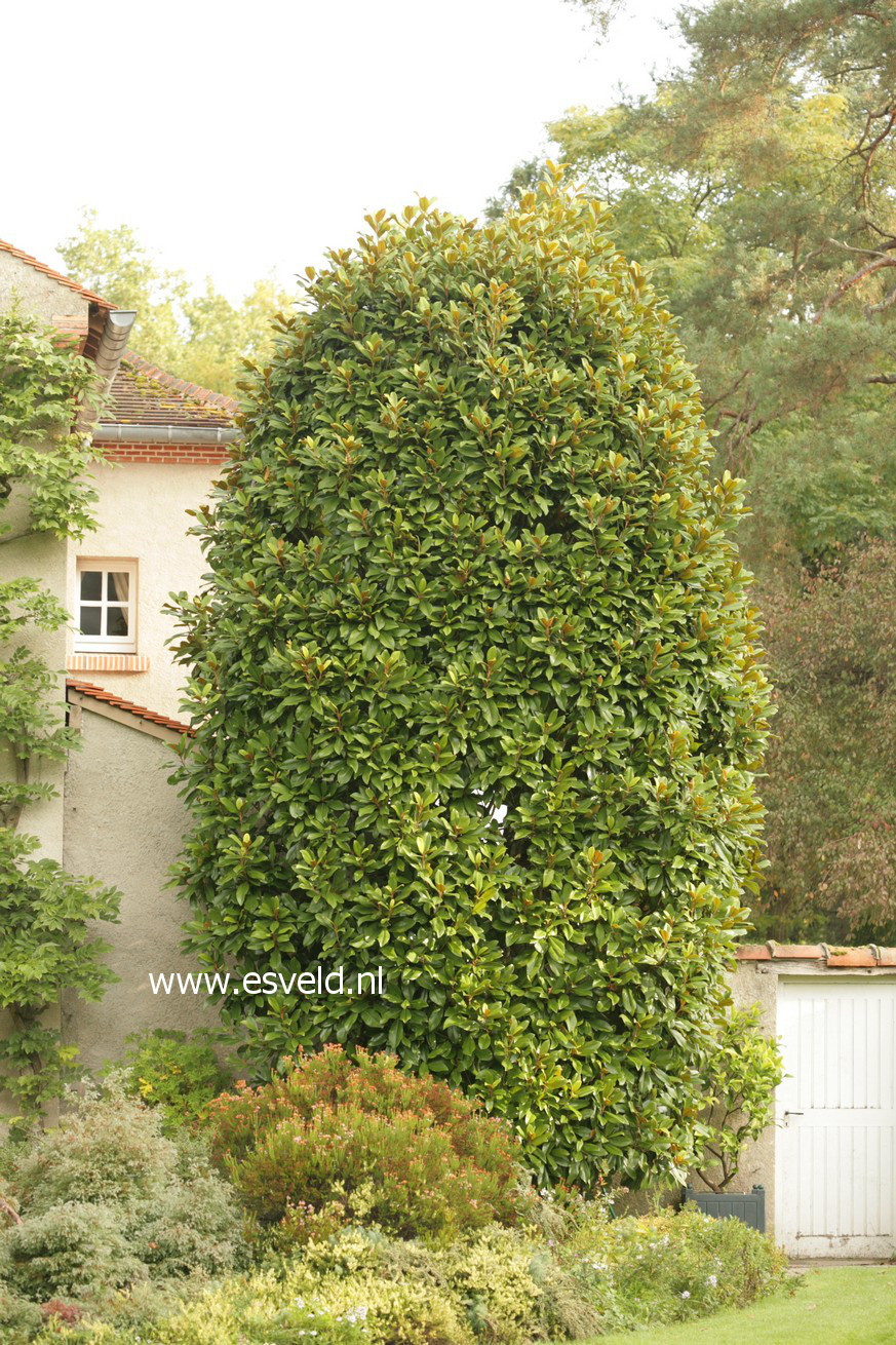 Magnolia grandiflora