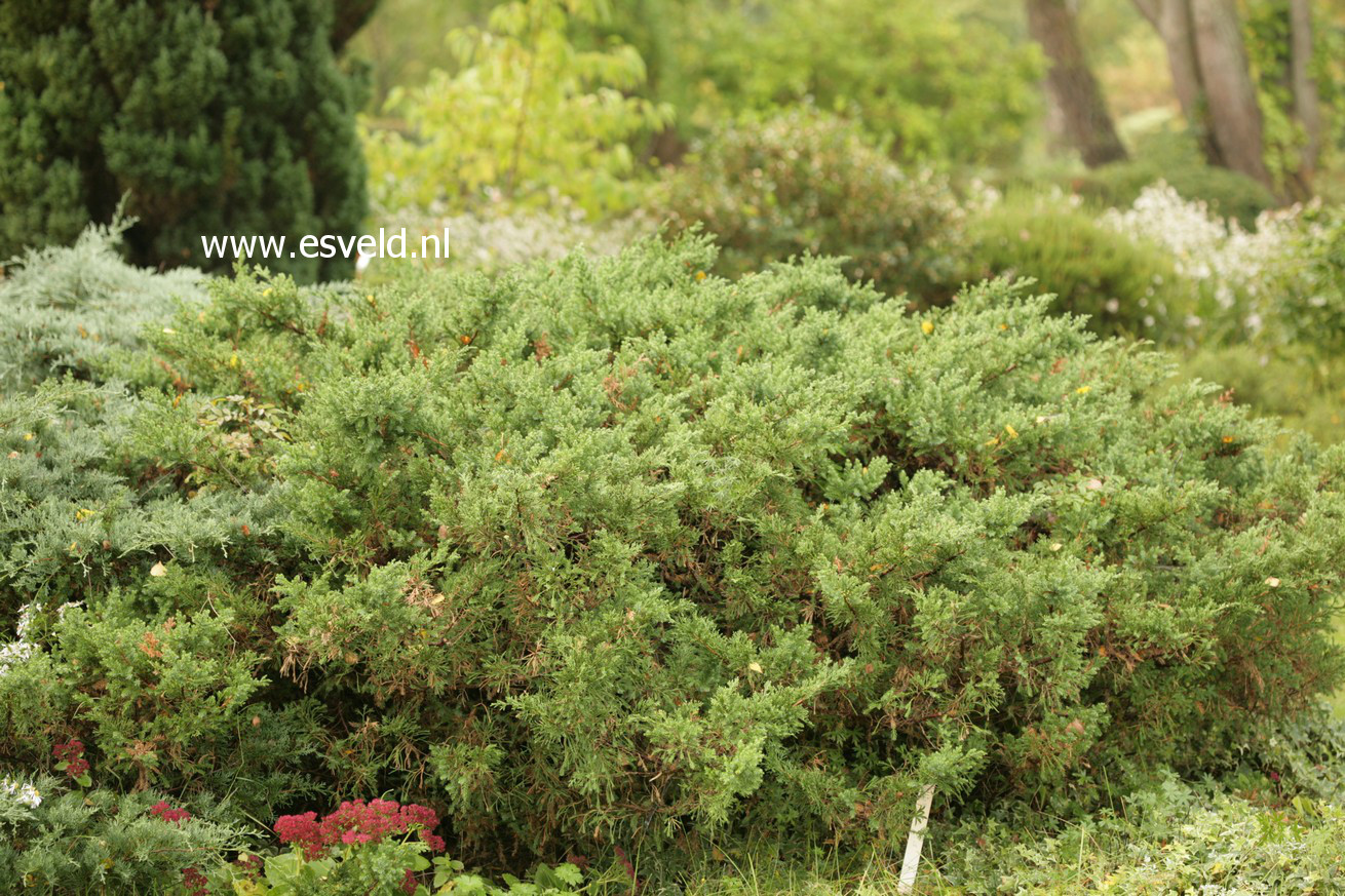 Juniperus chinensis 'San Jose'