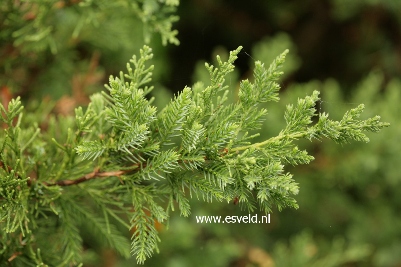 Juniperus chinensis 'San Jose'