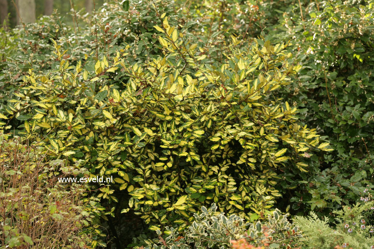 Elaeagnus pungens 'Maculata'