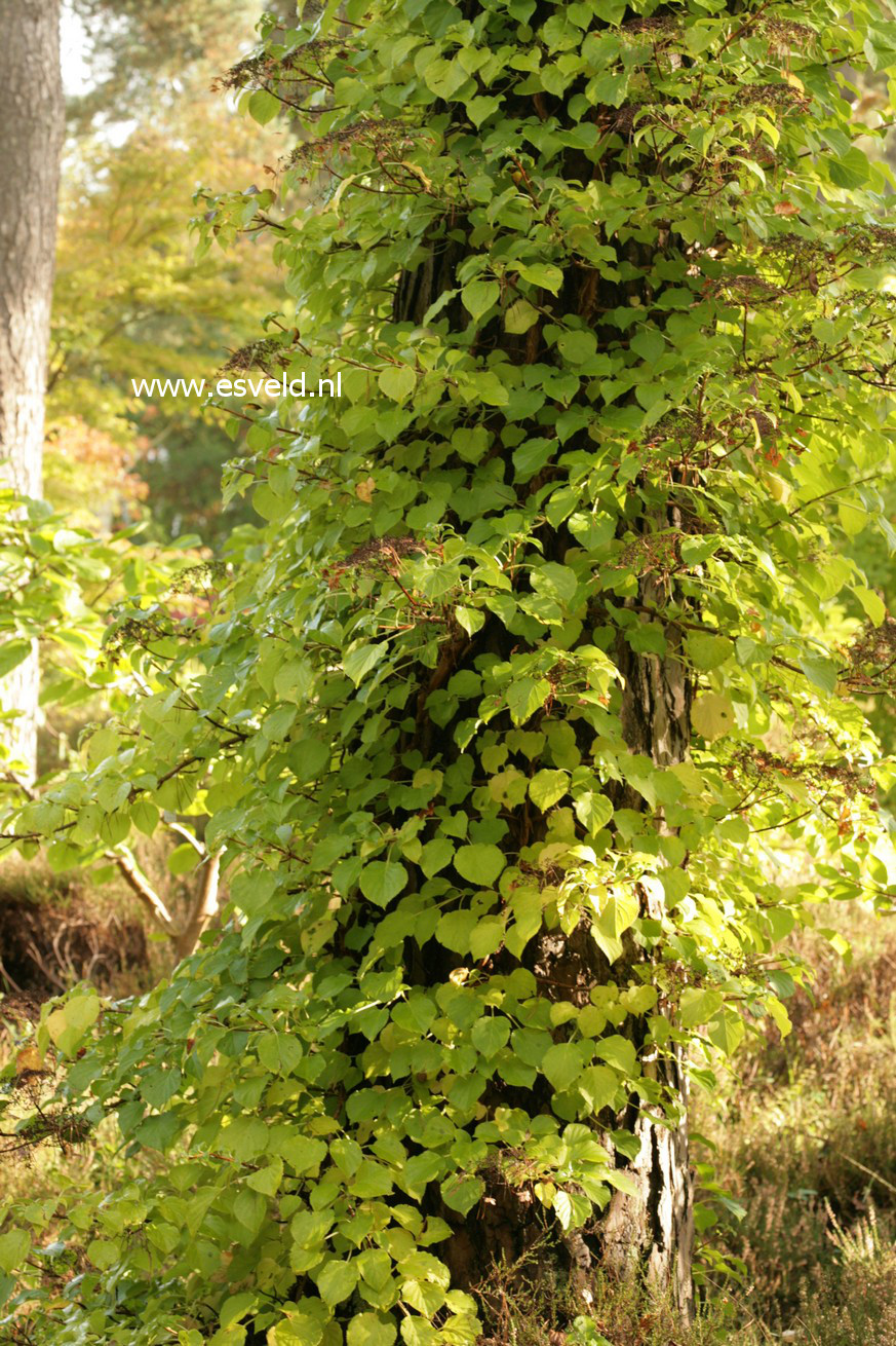 Hydrangea anomala petiolaris