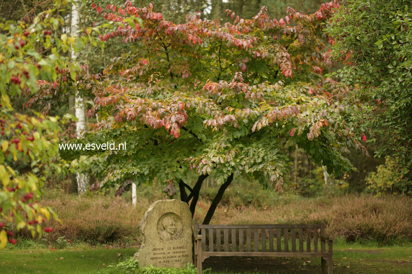 Parrotia persica