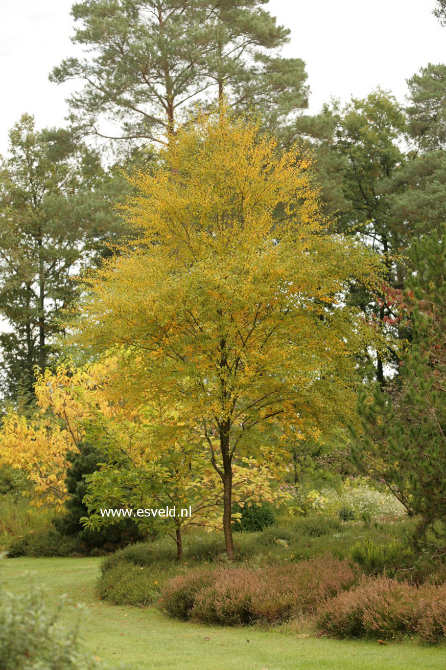 Betula lenta ssp. uber