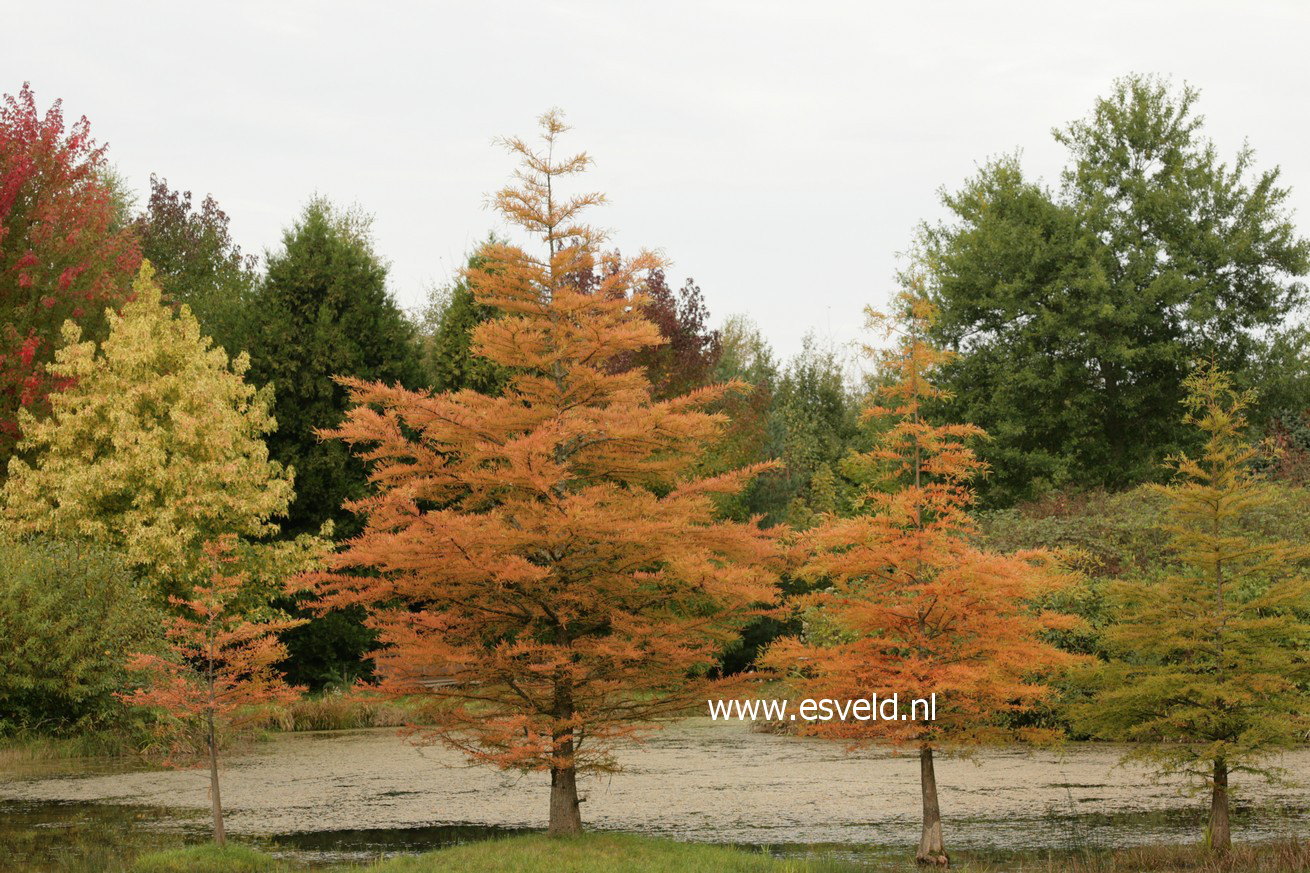 Taxodium distichum