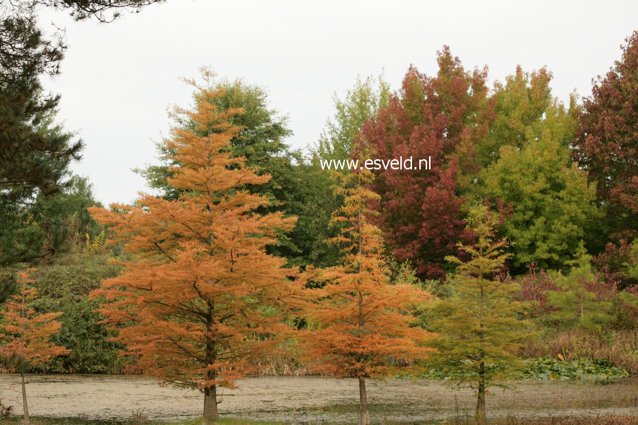 Taxodium distichum