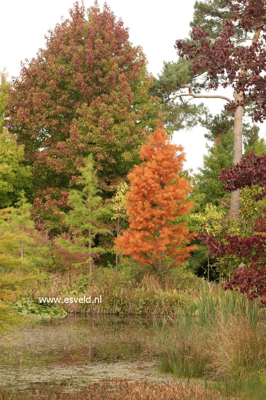 Taxodium distichum