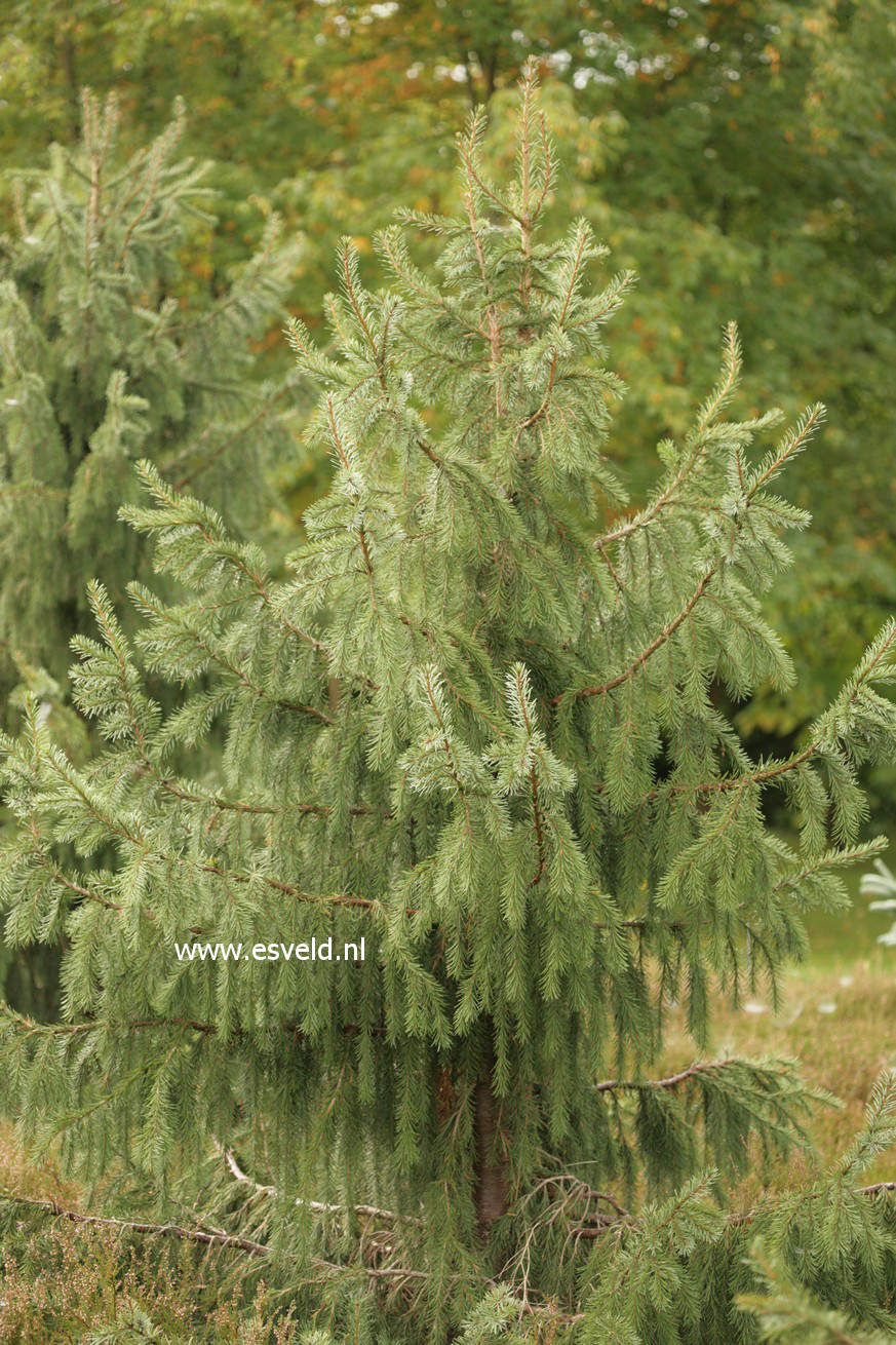 Picea breweriana