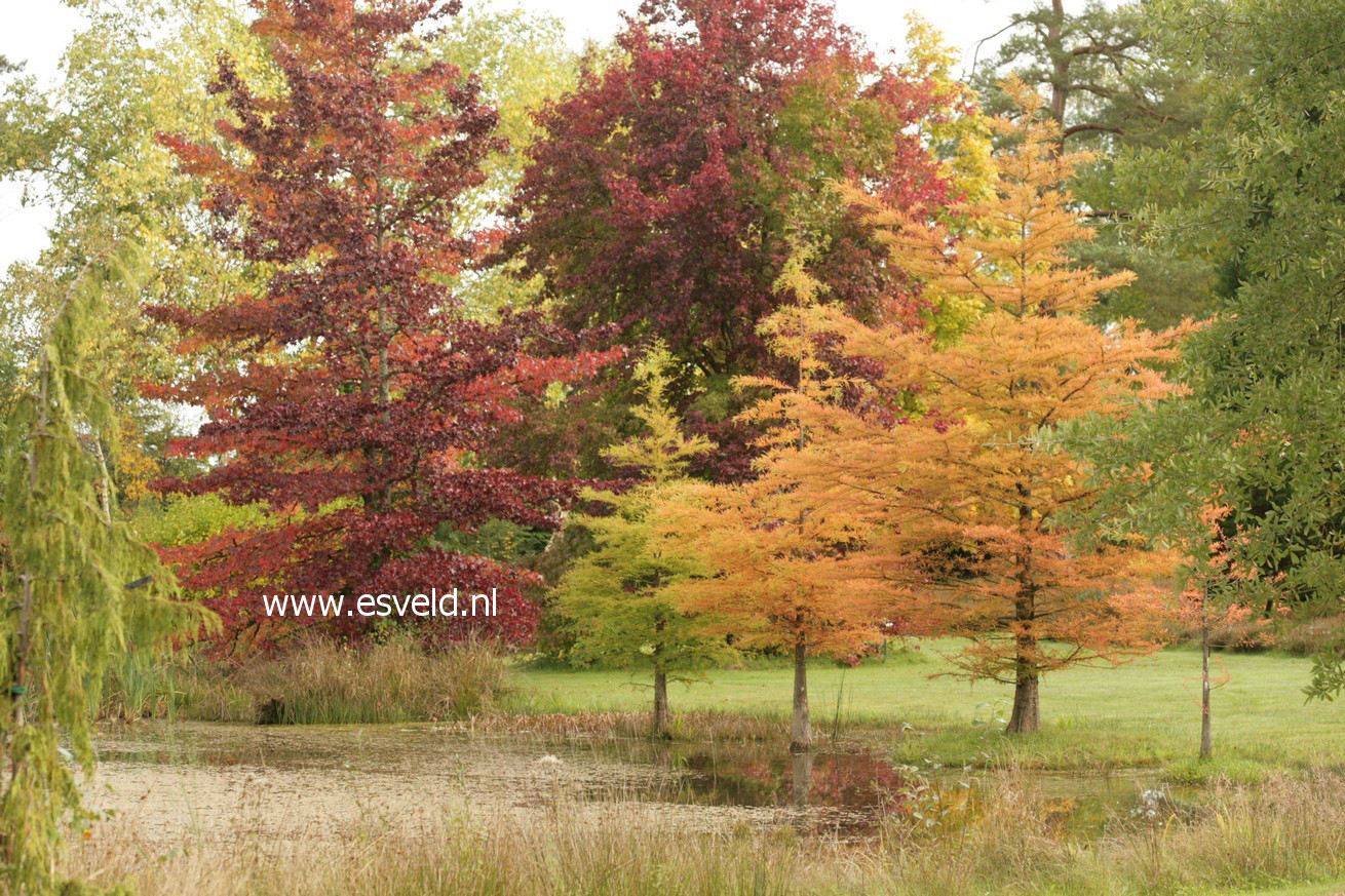 Taxodium distichum