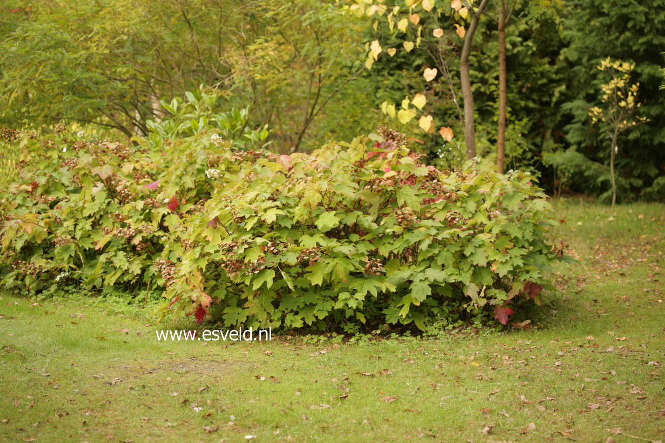 Hydrangea quercifolia