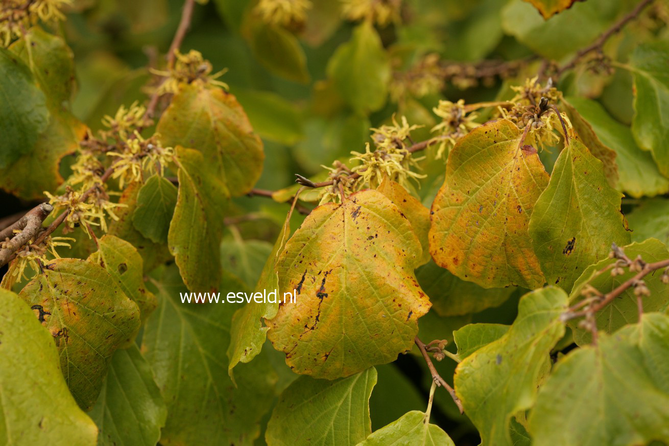 Hamamelis virginiana