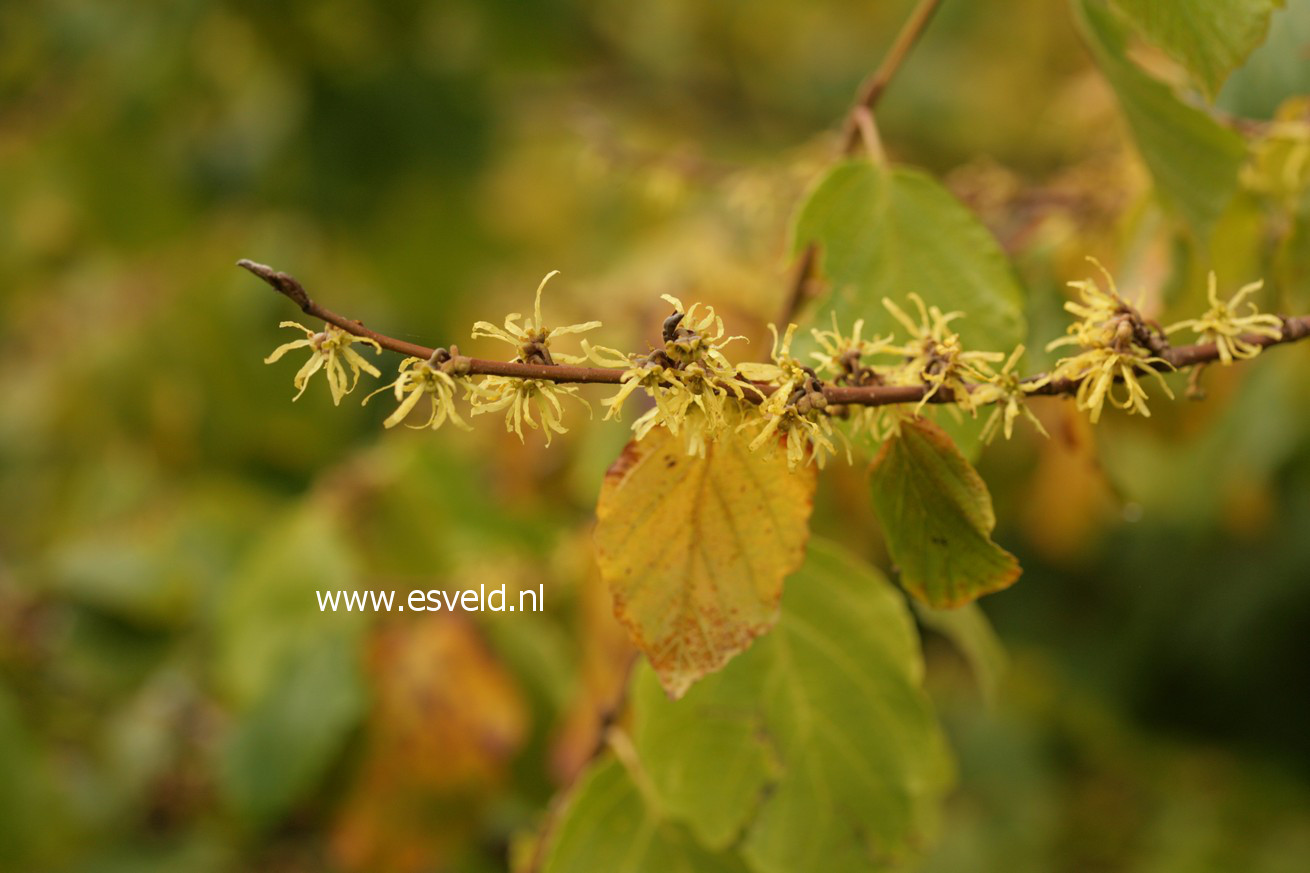 Hamamelis virginiana