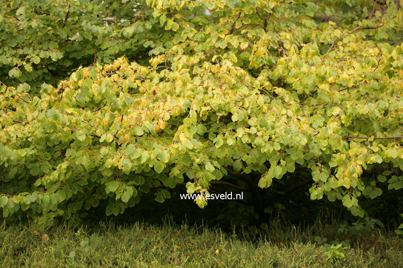 Hamamelis virginiana