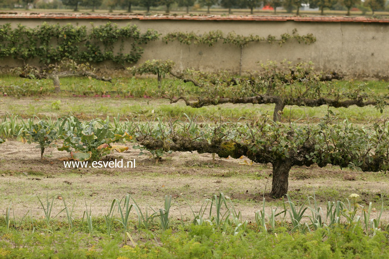 Pyrus communis