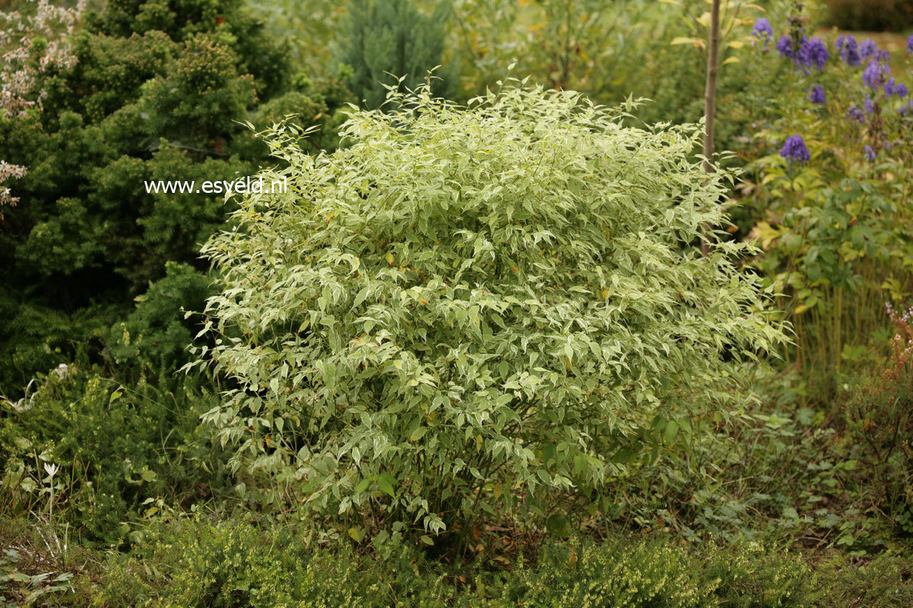 Kerria japonica 'Picta'