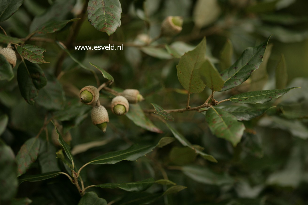 Quercus ilex