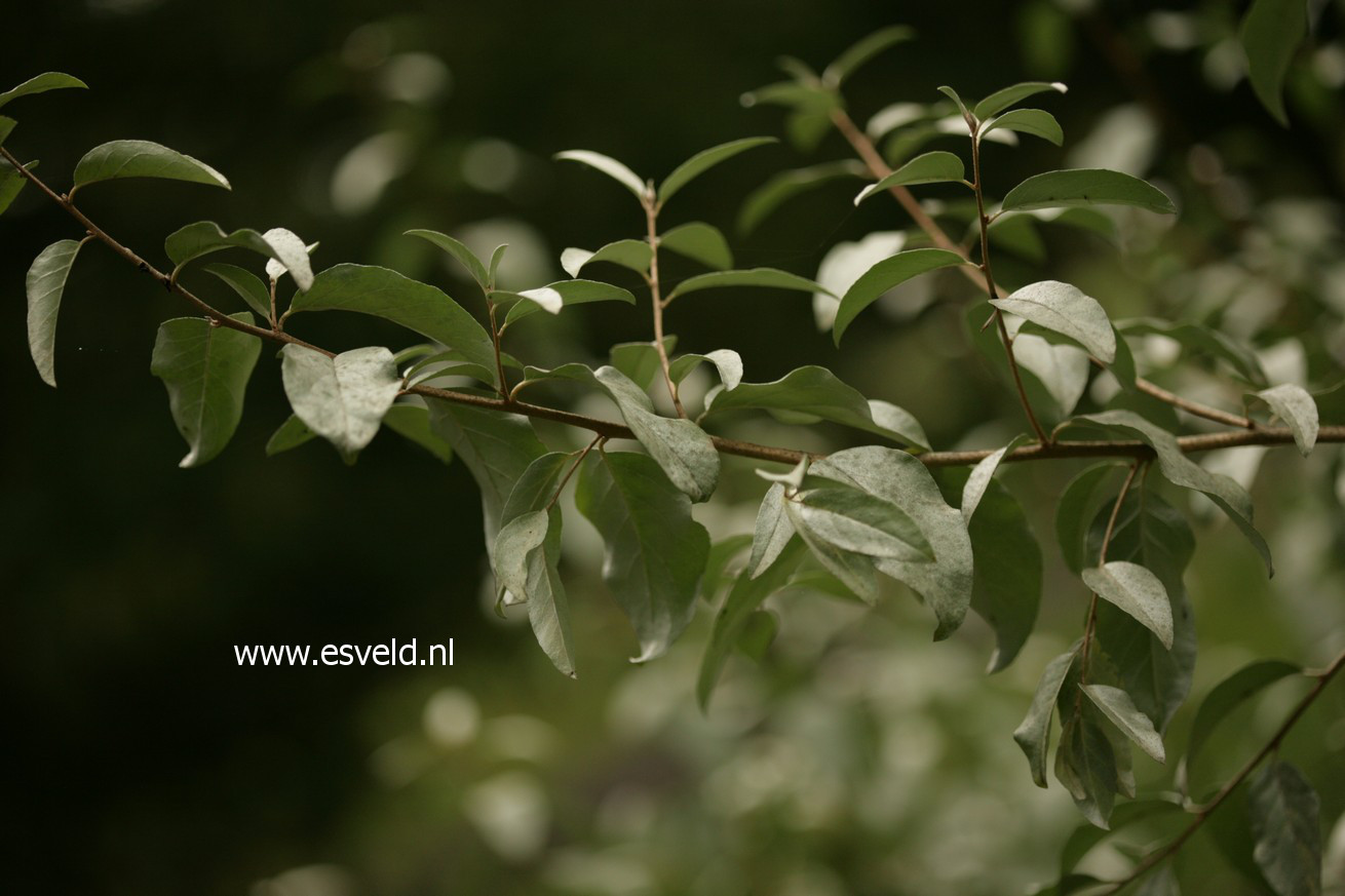 Elaeagnus 'Quicksilver'