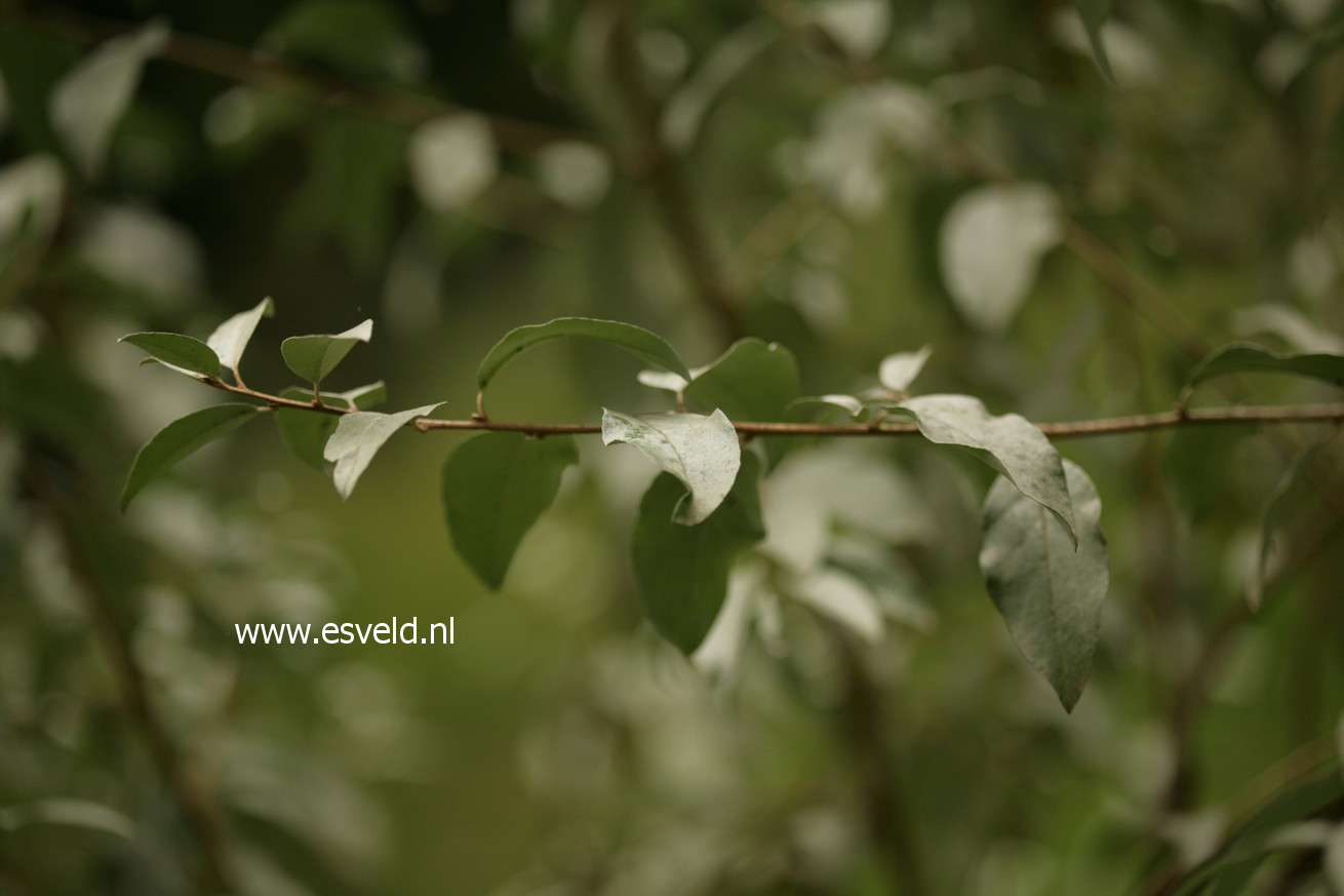 Elaeagnus 'Quicksilver'