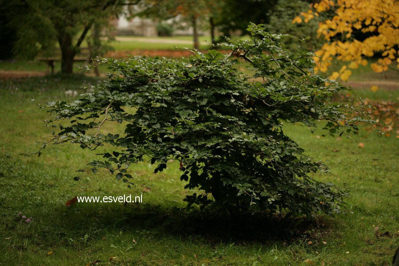 Fagus sylvatica 'Tortuosa'