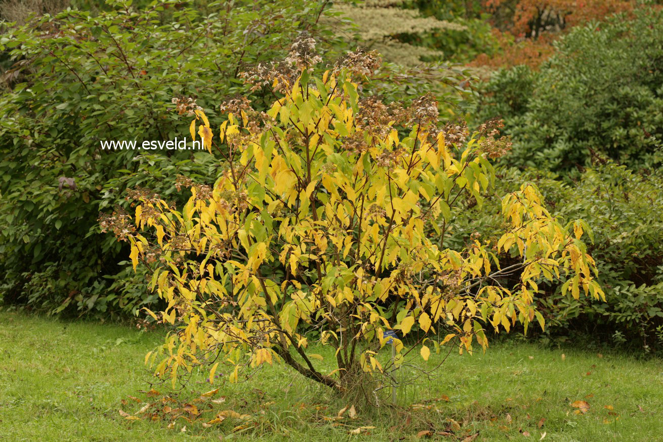 Hydrangea paniculata 'Praecox'