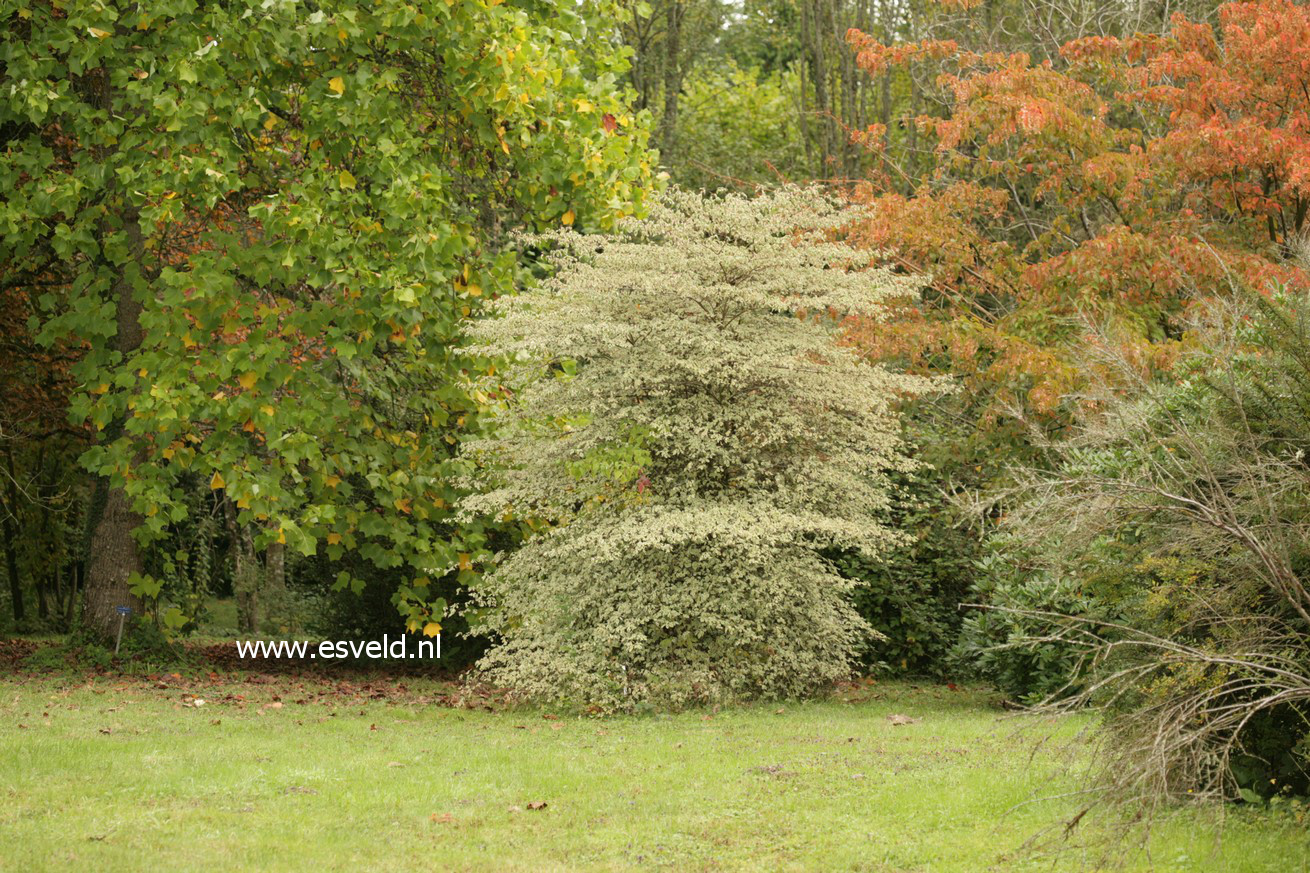 Cornus alternifolia 'Argentea'