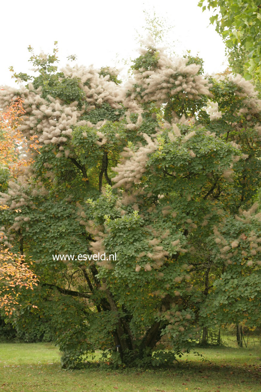 Cotinus coggygria