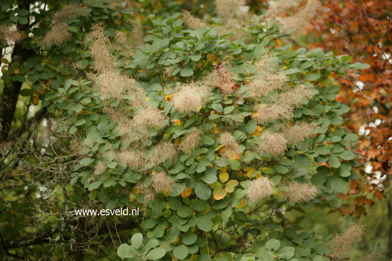 Cotinus coggygria