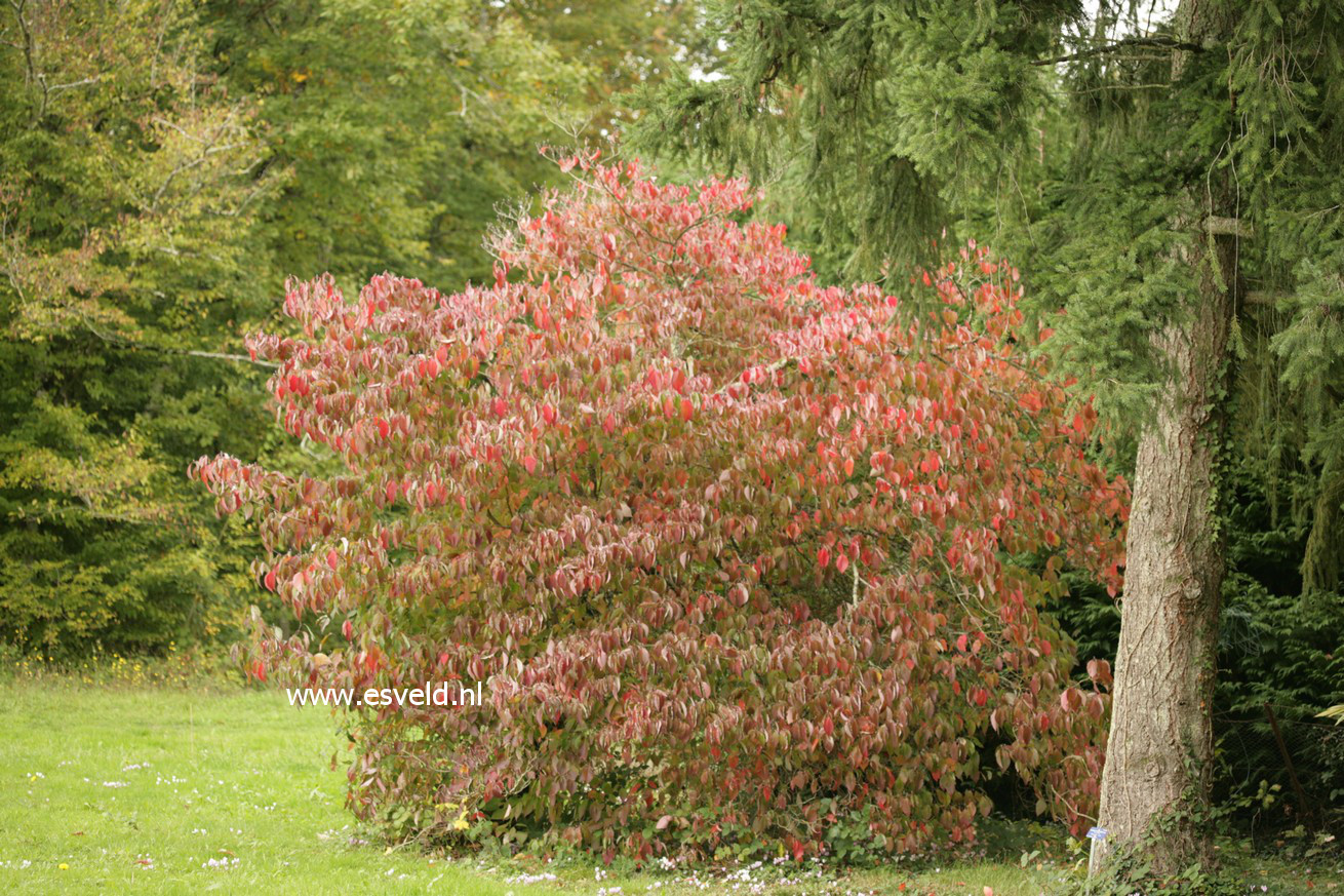 Cornus florida