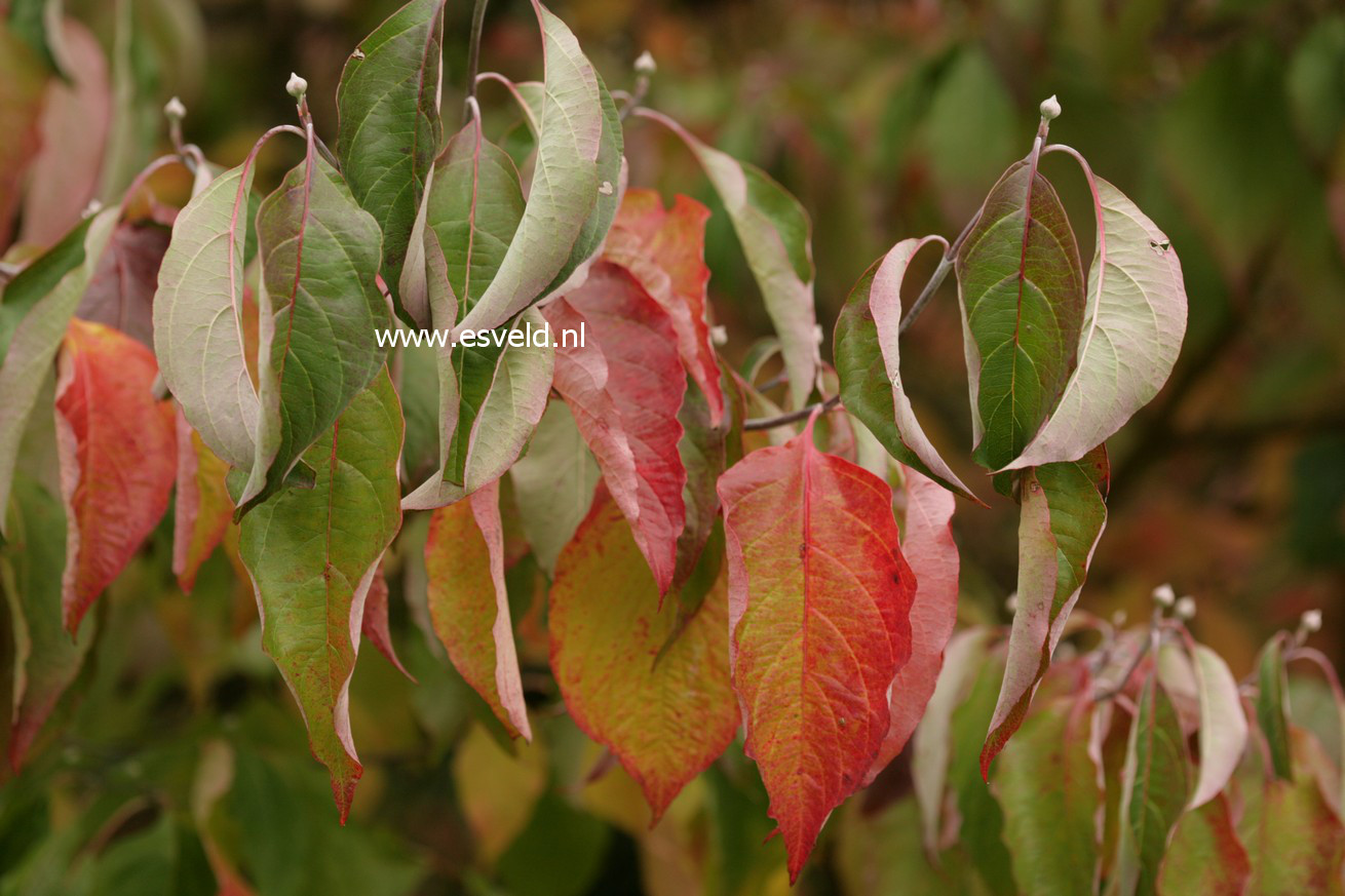 Cornus florida