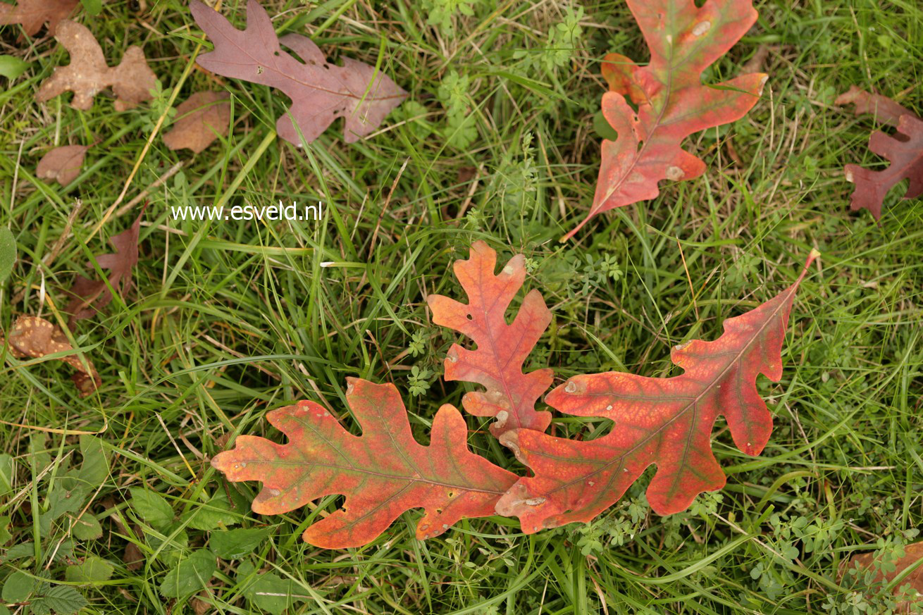 Quercus alba