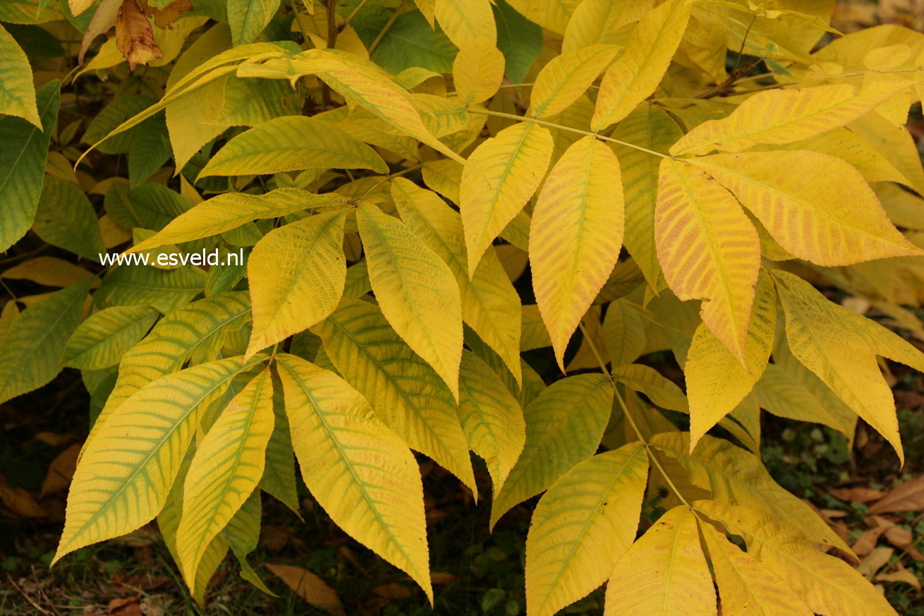 Carya laciniosa